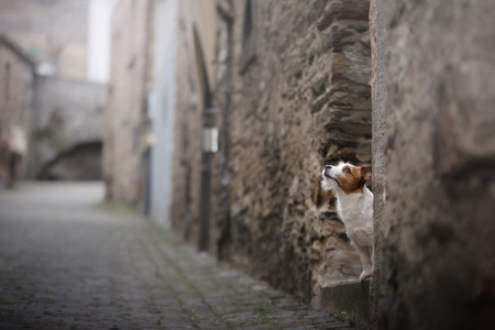 a small dog in the old town. A pet in the city. Jack Russell Terrierの写真素材