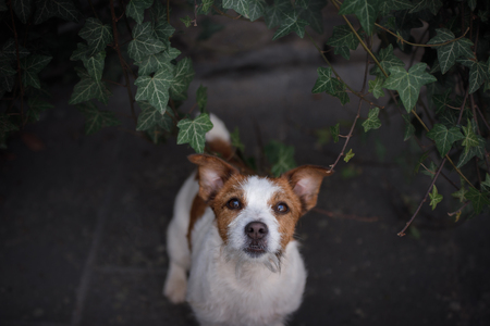 a dog in the old city. Traveling with the pet. Little Jack Russell Terrierの写真素材