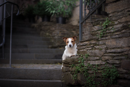a dog in the old city. Traveling with the pet. Little Jack Russell Terrierの写真素材