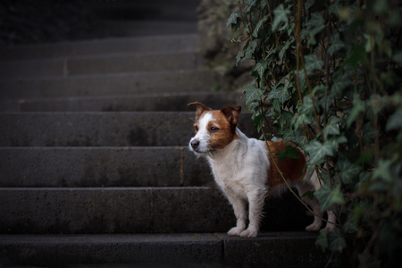 a dog in the old city. Traveling with the pet. Little Jack Russell Terrierの写真素材