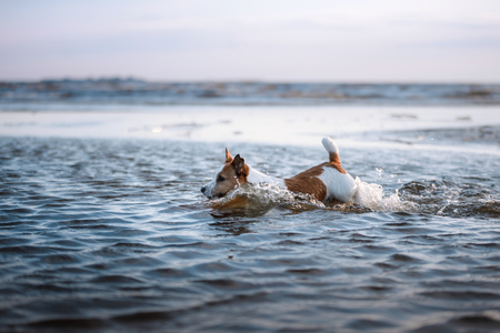 little dog in the water, jumping on the wave. Jack Russell Terrier. Pet on vacationの写真素材