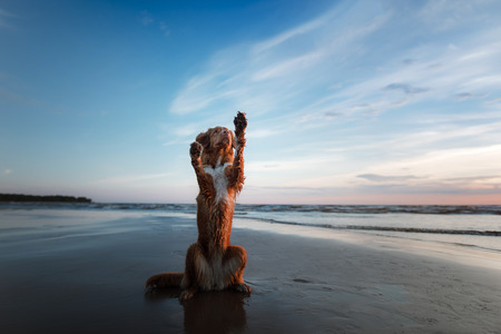 the dog gives his paw. A pet on the sea, a vacation and a healthy lifestyle. Nova Scotia Duck...
