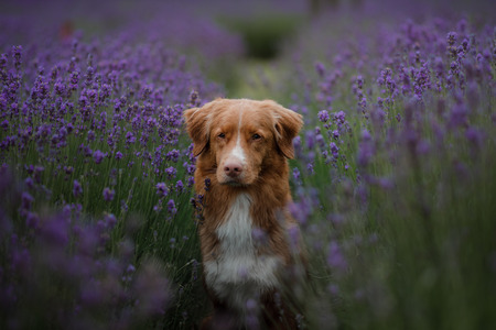 dog on a lavender field. Red pet in nature. Nova Scotia Duck Tolling Retriever outdoorの写真素材