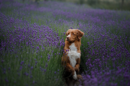 dog on a lavender field. Red pet in nature. Nova Scotia Duck Tolling Retriever outdoorの写真素材