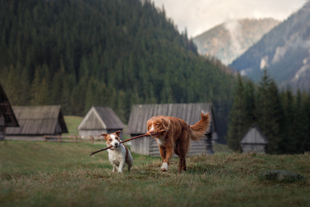 A dog in the mountains. Traveling with the pet. Healthy lifestyle. Nova Scotia Duck Tolling Retrieverの写真素材