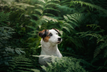 The dog in the woods. Jack Russell Terrier in the fern. Cute little pet in nature.の写真素材
