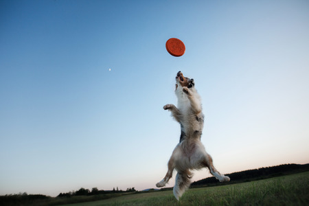 the dog is playing with the disc in the field. Sport with Pet. Australian Shepherd in natureの写真素材