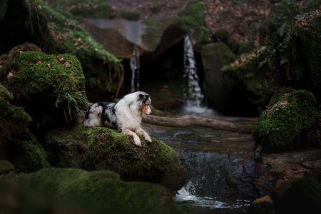 dog at the waterfall in nature. Pet in the forest. australian shepherd, aussieの写真素材