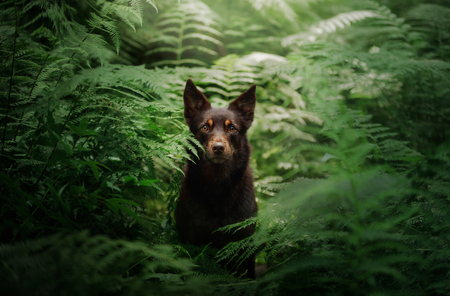 dog breed Australian Kelpie in the woods. pet on nature, outsideの写真素材