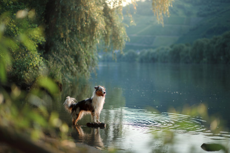 dog on the water. Summer with a pet. Australian Shepherd at the river