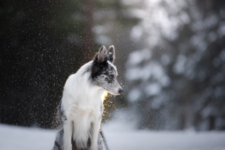 portrait of a dog in the winter in the forest. obedient marble border collie. Walking in nature with...