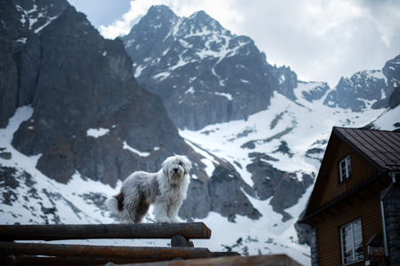 white dog bobtail stands on a piece of wood. Pet in nature, in the mountainsの写真素材