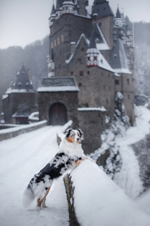 dog at the castle in winter. Mystical pet. Marble Australian Sheepdog Traveling with a dog.の写真素材