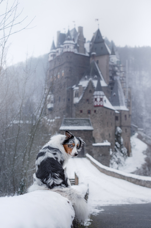 dog at the castle in winter. Mystical pet. Marble Australian Sheepdog Traveling with a dog.