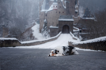 dog at the castle in winter. Mystical pet. Marble Australian Sheepdog Traveling with a dog.の写真素材