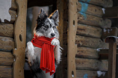 dog in a red scarf at the wooden house. Border Collie in winter. Pet on a walkの写真素材