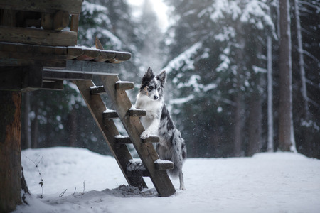 dog at the house on the stairs. Pet in nature in the winter. Marble Border Collieの写真素材