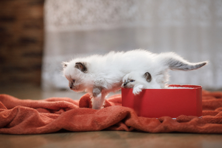 cute kitten with a heart. pet on 14 February. Cat at home on a soft blanketの写真素材