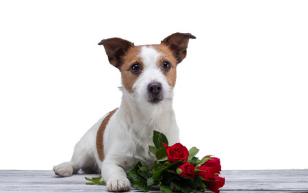 dog lies with a flower . Jack Russell on a white background in the Studio. Festive pet. Valentines dayの写真素材