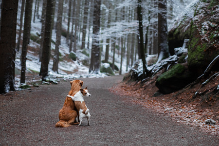 dog hugging. Pets in nature in winter. Cute Animals are friends. Small and big dog together. Toller and Jack Russell Terrierの写真素材