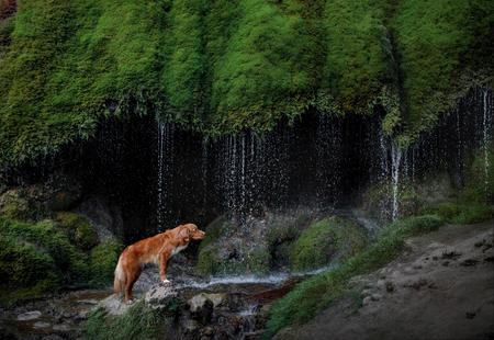 the dog at the waterfall. Pet on nature. Outside the house. Nova Scotia duck tolling Retrieverの写真素材