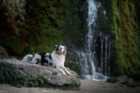 dog on the waterfall. Pet on the nature, rest. Australian Shepherdの写真素材