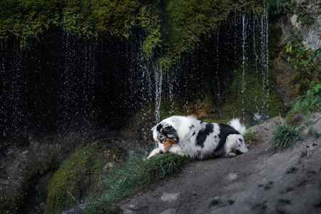 dog on the waterfall. Pet on the nature, rest. Australian Shepherdの写真素材
