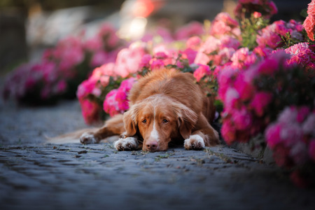 dog in pink flowers in nature. Nova Scotia duck tolling Retriever in flowerbeds