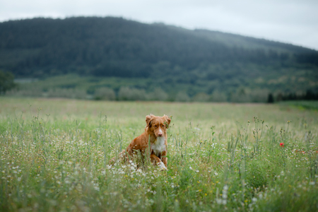 dog in the field in nature. pet in the spring for a walk, Nova Scotia Duck Tolling Retriever, Tollerの写真素材