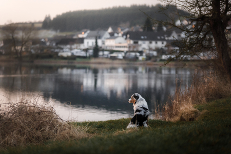 the dog is sitting by the lake. Australian Shepherd in nature. Pet walk, travelの写真素材