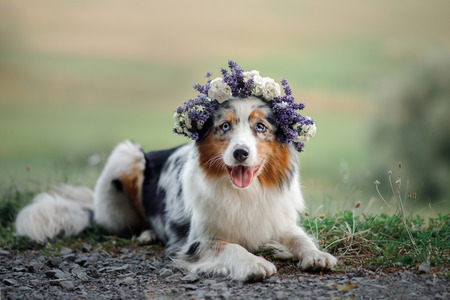 dog lies in the flower. Pet outdoors in the spring. Australian shepherd flower wreath on the dogs headの写真素材