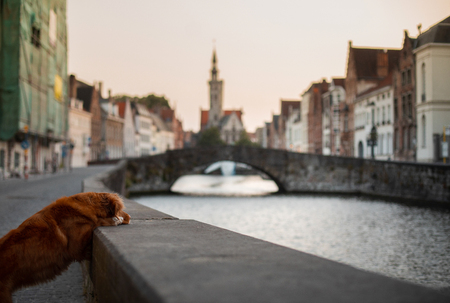 dog on the waterfront at sunrise. Pet on nature. Nova Scotia Duck Tolling Retriever, Toller. Dog travelの写真素材