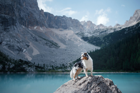 dog stands on a stone on a blue lake in the mountains. Australian shepherd, Aussie in nature. Pet Travelの写真素材