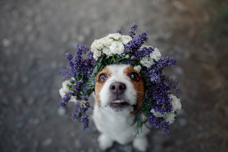 funny dog in a flower wreath. Happy pet. Cute and sweet Jack Russell Terrierの写真素材