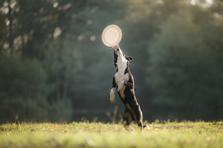 the dog is playing with the disc in nature. Active and funny black border collie, pet playsの写真素材