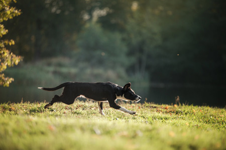 the dog is playing with the disc in nature. Active and funny black border collie, pet playsの写真素材