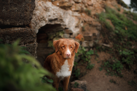 dog peeking stone wall. Travel with a pet. The ruins of the castle. Nova Scotia Duck Tolling Retriever. tollerの写真素材