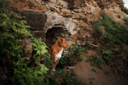 dog peeking stone wall. Travel with a pet. The ruins of the castle. Nova Scotia Duck Tolling Retriever. tollerの写真素材