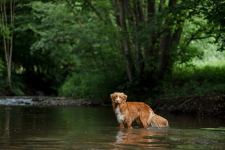 the dog is standing in the water. Pet resting at the river in nature. Nova Scotia Duck Tolling Retriever, Tollerの写真素材