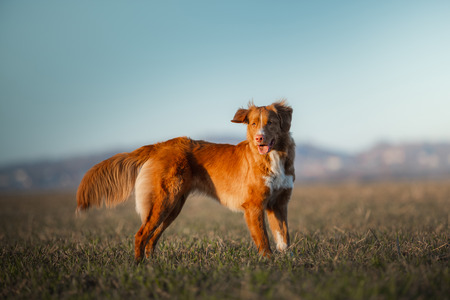Nova Scotia Duck Tolling Retriever Dog in the field. Pet for a walk, playsの写真素材