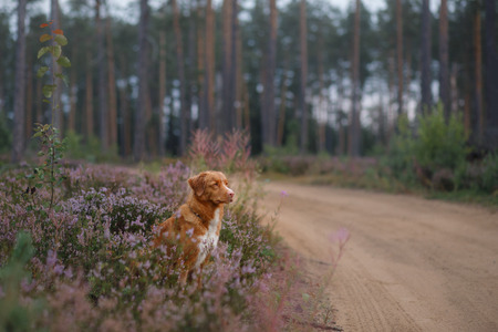 dog in heather colors. walk with a pet in the forest. Nova Scotia Duck Tolling Retriever Dog in lilac colorsの写真素材