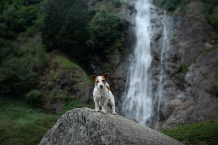brave Jack Russell terrier standing on a stone at the waterfall. Little dog near the water in nature. Pet Travelの写真素材