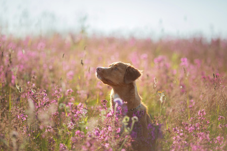 Nova Scotia Duck Tolling Retriever Dog in a field of flowers. Happy pet in the sun, portraitの写真素材