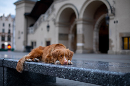 Nova Scotia Duck Tolling Retriever Dog in the city. Travel with a pet. Old townの写真素材
