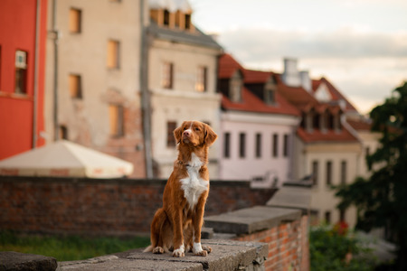Nova Scotia Duck Tolling Retriever Dog in the city. Travel with a pet. Old townの写真素材