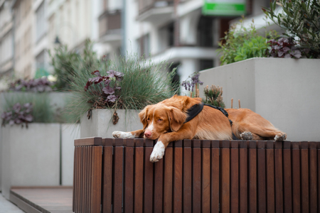 Nova Scotia Duck Tolling Retriever Dog in the city. Travel with a pet. Old townの写真素材