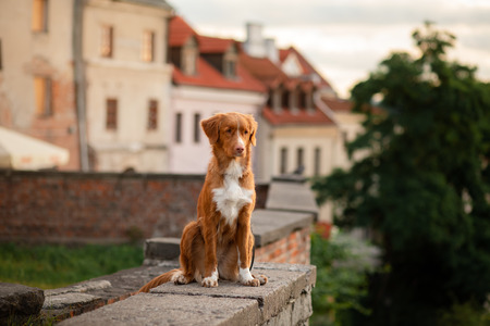 Nova Scotia Duck Tolling Retriever Dog in the city. Travel with a pet. Old townの写真素材