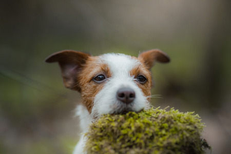 Jack Russell Terrier walks in the woods. small dog in nature