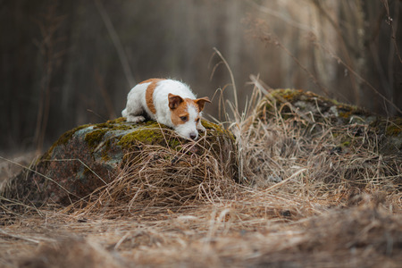 Jack Russell Terrier walks in the woods. small dog in nature