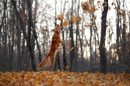 red dog in the autumn on the nature. Nova Scotia Duck Tolling Retriever, tollerの写真素材